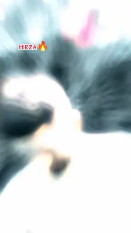 #olebrandselect #foryoupageofficiall #viral #foryou @Ꮢᴀɴᴀ🤍 @👑Zidi sheikh 🥂❤️‍🔥 @hasnanali @ɪŤら...௱ɪ尺ẔΛ 👑 @🦅Mian Abdullah🦅 @Shahzaib Khan 