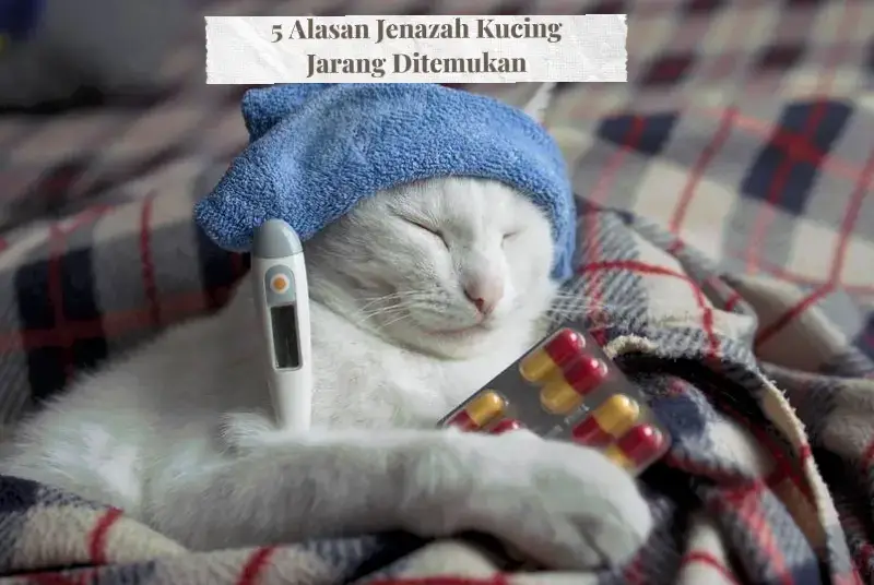 Begitu mandirinya engkau sampai mati pun tidak merepotkan yang lain #infomenarik #information #tentangkucing #kucing 