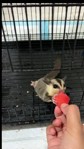 Mam semangka🍉                                    #kusukasg #sugarglider #cute #funny #fyourpage 