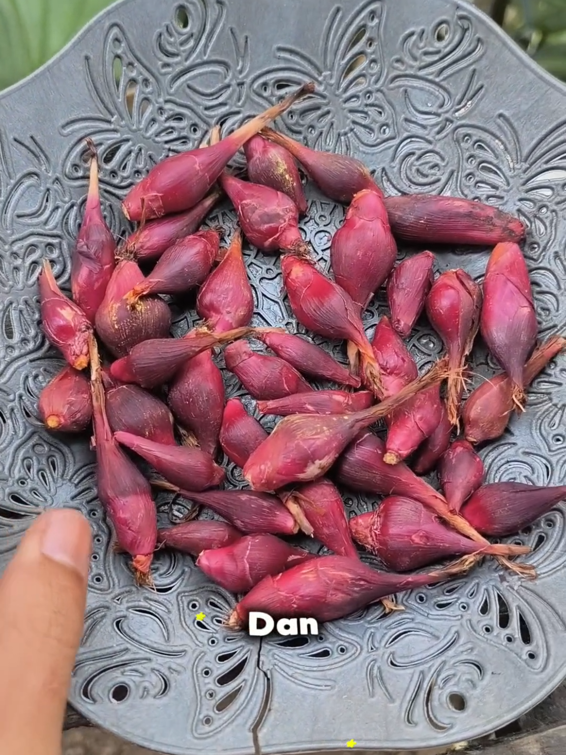 🌿 Bawang Dayak Super Segar Tanpa Daun 🌿 ✅ Asli dari Kalimantan ✅ Bersih, siap olah ✅ Kaya manfaat untuk kesehatan ✅ Bisa direbus, diseduh, atau dijadikan jamu herbal Mulai jaga kesehatan alami dari dapur sendiri! 💪 Klik keranjang sekarang sebelum kehabisan stok 🚚✨ #bawangdayak  #bawangdayakkalimantan  #rempah  #jamu  #ramuanherbal 