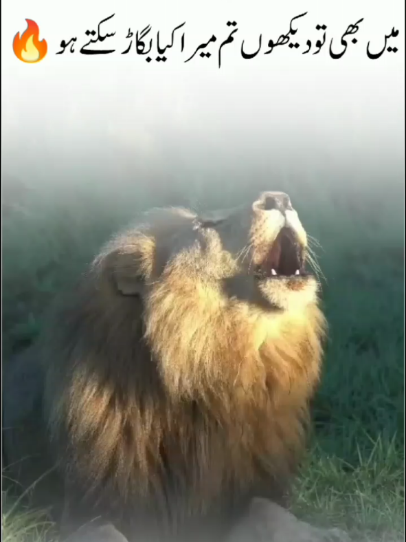 میں بھی تو دیکھوں تم میرا کیا بگاڑ سکتے ہو 🔥☠️#repost🔄 #unfreezemyacount #foruyou #fyyyyyyyyyyyyyyyy @TikTok 