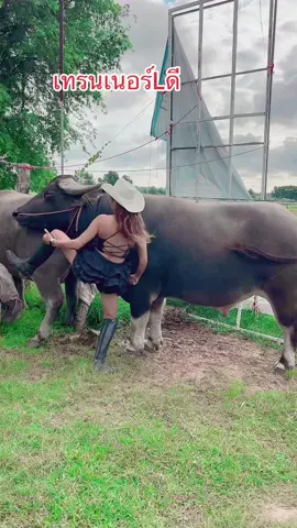 คักบ่บาดเนี่ย#เจ้าjr #viralvideo #dcrfarmควายงามบ้านโคกสูงตําบลยาง #น้องควายฉลาดแสนรู้ 