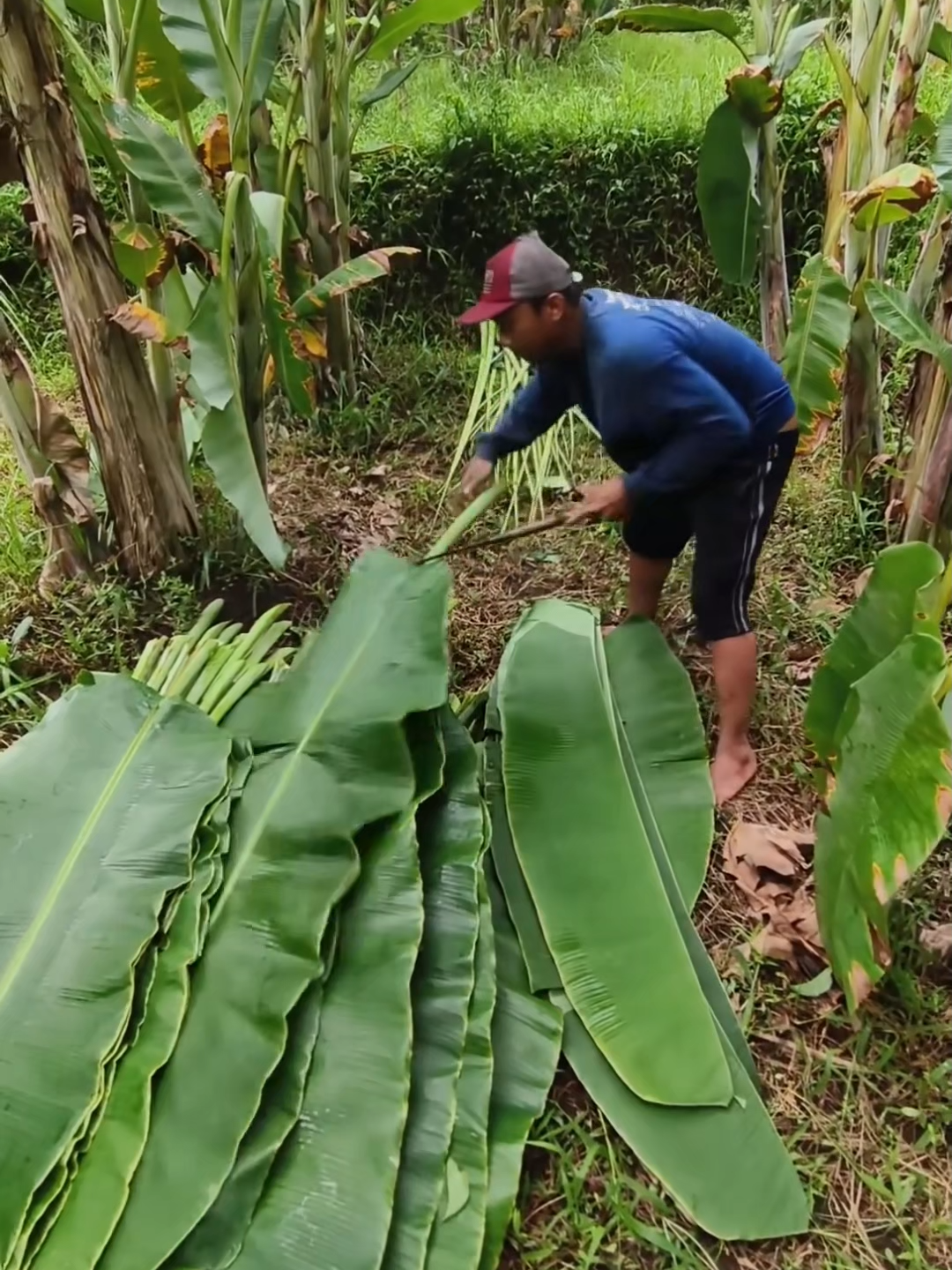 (1 minute) Amazing Fruit 😱 #asmr #fruit #fruits