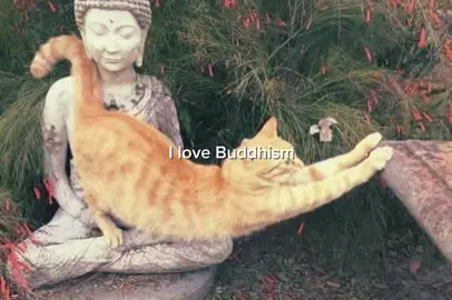 🫀#buddha #buddhism #buddhist 