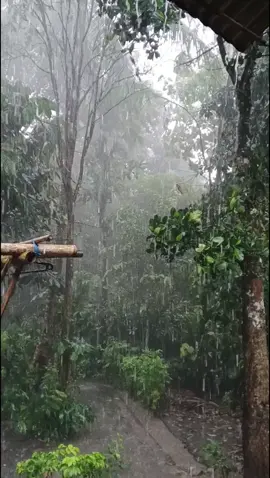 suasana hujan ketika di desa, nu geulis ma rompokna di leuweung #fyppppppppppppppppppppppp #masukberanda #hujanderas #suasanapedesaan #pandeglangbanten 