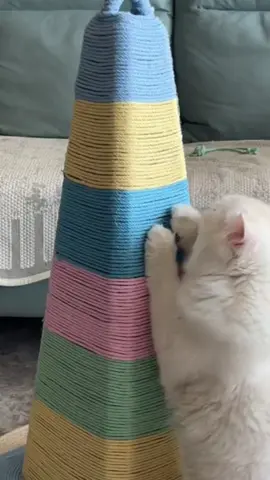 Self-made cat scratching post 🌈🌈#petcat #cats #funny #foryou 