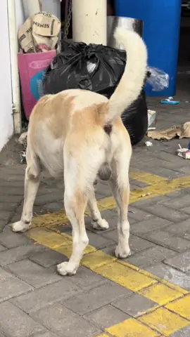 Ketemu doggy yg lagi kelaparan guys,kasihannya 😢