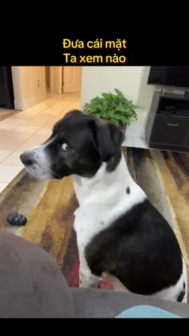 Đưa cái mặt ta xem nào#dog #cutedogs #loveanimals #pet #xuhuong 
