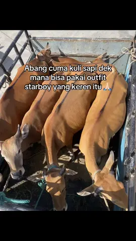 ytta yaa dek😜🤫 #fyp #peternakmuda #foryou #sapibalap45 #lintassulawesi 