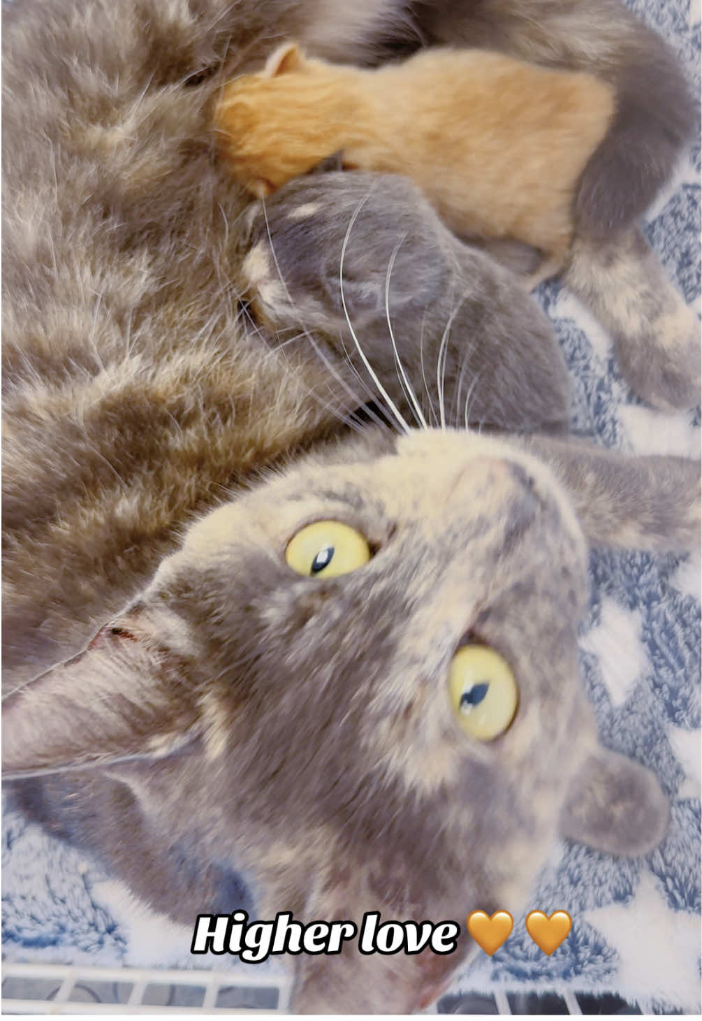 Higher love 🧡 🧡  #veterinariansoftiktok #veterinarymedicine #vetnurse #kittensoftiktok #catlover 