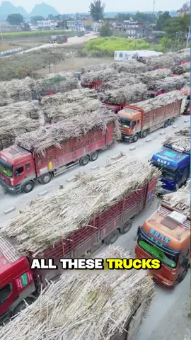 How Sugar Is Really Made: From Field to Factory #Fyp #film #SugarCane #FoodProcess #FactoryTour     