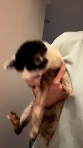 Updates on Pluto 😭‼️😭  Am sorry my favorite cat,I have failed to raise, money for your surgery,I have tried everything not to give up 😭 I can't raise $1500 for your treatment 😭, Many have always hated you but not me .if you are seeing this video of Pluto please donate something 🙏