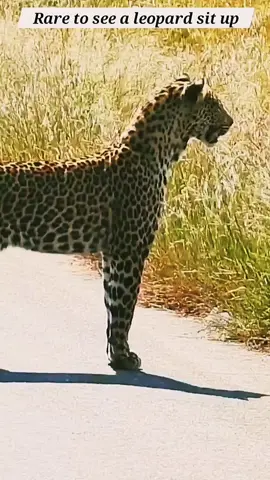 #animals #fyp #foryou #animalsoftiktok #viral 