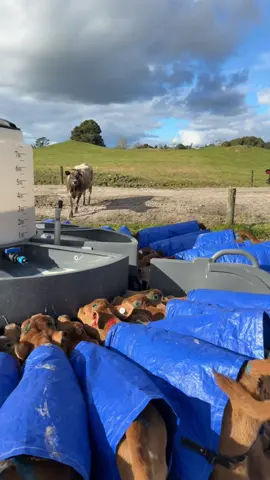 First 100 calves successfully dehorned today 🙌🏼 more to be done in the coming week #nz #nzfarming #calves #horns #dairy 