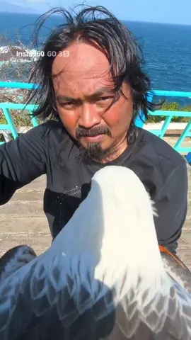 Dewa mengeksplor keindahan pantai papuma✨❤️‍🔥🦅 #insta360go3s #insta360official #elanglautdadaputih #papumabeachjember #salamlestari 