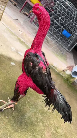 lỡ hẹn  sao thứ 10 với bản mộc  .. chính thức cho em nghỉ ngơi thay lông chờ mùa sau 