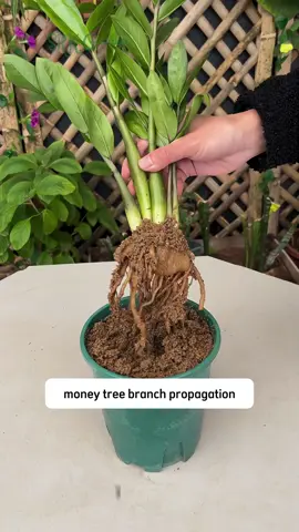 Propagation money tree #olebrandselect #agriculture #satisfysing #gardentips #yourgarden 