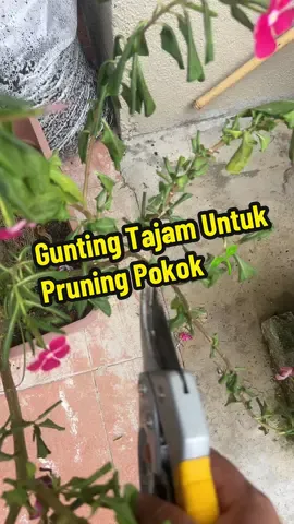 Gunting tajam baru la seronok nak pruning pokok hehe 🌱