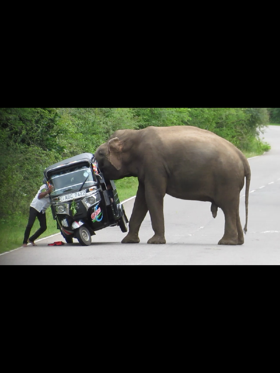 Elephant attack Random trending viral Video #wildlife #nature #trending #viralvideo #ti̇ktok 🇱🇰