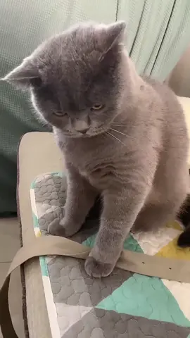 Fight between cat and the real owner 😅😅😅#catsoftiktok #cats #catlover #funnyvideos #fypage 