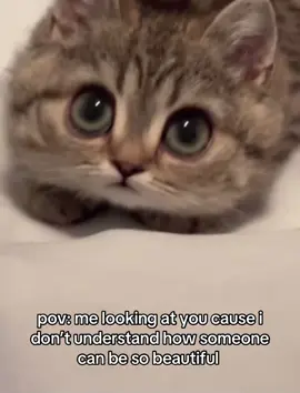 #creatorsearchinsights #Relationship #meme #cupcat #girlfriend #boyfriend #Love 