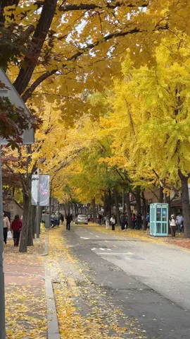 Can't wait for the best season to arrive again. 🍂🍁 #autumn #ginkgo  #autumnfoliage #foliage #seoul