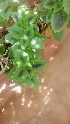 طرجمة نتاع غنية 