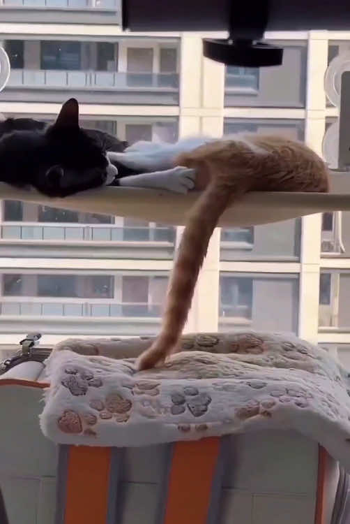 Cat core. 