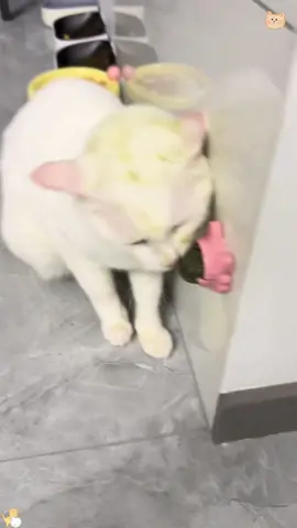 Cats vs Catnip 🙀🤣#funnyvideos #fyp #catlover #catsoftiktok #usa #foryou #usa_tiktok #funnycat 