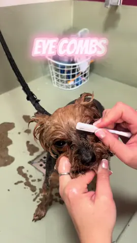 Pet eye combs, perfect for breeds like Yorkie’s that often get build up under their eyes. #grooming #doggroomer #PetsOfTikTok #petgroomer #groomersinsouthafrica 