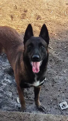 #dog #malinois #fyy 