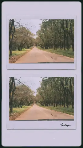 🍃