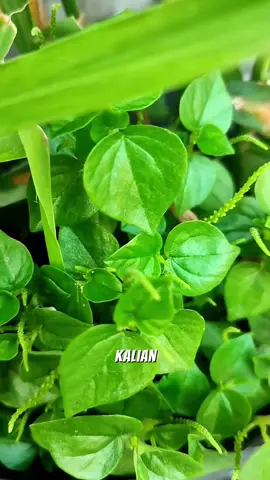 sirih cina/suruhan sangat bermanfaat #pertanian #obatalami #kesehatantubuh #tipspintar