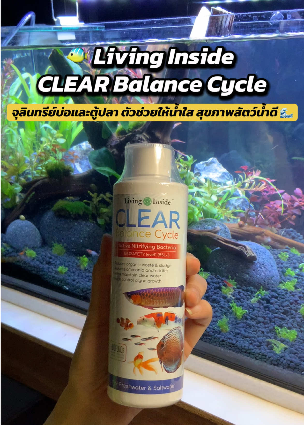 🐠 Living Inside CLEAR Balance Cycle – จุลินทรีย์บ่อและตู้ปลา ตัวช่วยให้น้ำใส สุขภาพสัตว์น้ำดี 🌊 ✅ คัดสายพันธุ์ปลอดภัย (BSL-1) ใช้ได้ทั้งน้ำจืดและน้ำเค็ม ✅ ลดของเสียและตะกอนในน้ำ ✅ ลดแอมโมเนียและไนไตรท์ ป้องกันน้ำเสีย ✅ ช่วยคงความใสของน้ำ ✅ ลดการเติบโตของตะไคร่ 💧 เหมาะสำหรับทุกตู้ปลาและบ่อเลี้ยง สร้างสมดุลระบบน้ำได้อย่างมีประสิทธิภาพ 📦 ขนาดคุ้มค่า ใช้งานง่าย แค่เทตามปริมาณที่กำหนด 🔥 น้ำใส ปลาแข็งแรง เริ่มง่าย ๆ ที่บ้านคุณ #จุลินทรีย์ตู้ปลา #LivingInside #น้ำใสปลาสวย #เลี้ยงปลาง่าย