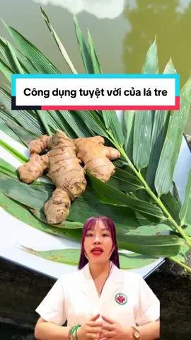 Công dụng tuyệt vời của lá tre #vuotquaungthu #chienthangungthu #xuongkho #latre #viemsung #thaoduocbinhan  