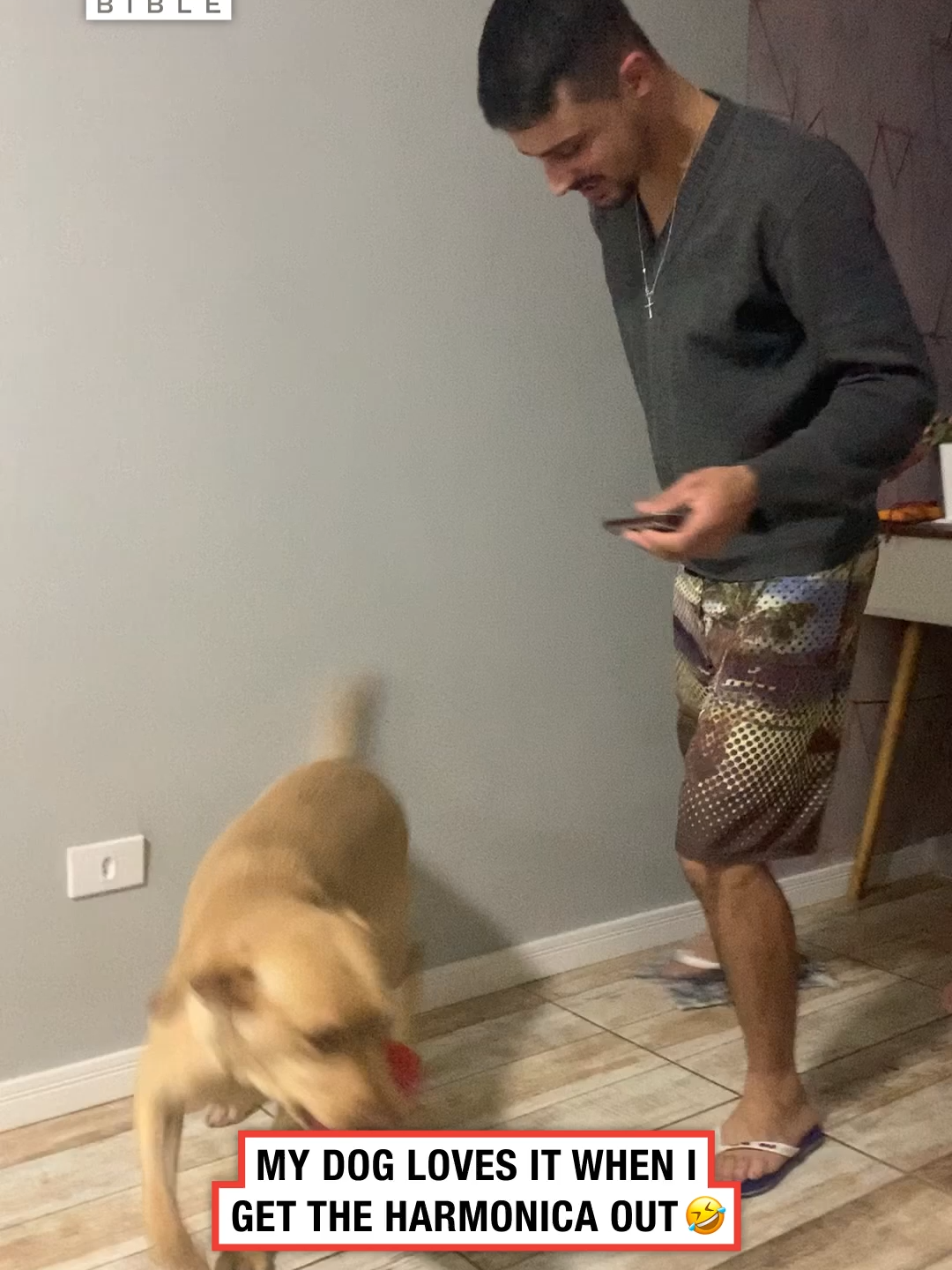 Does he do weddings? 🤣 (🎥: ViralHog) #ladbible #funnyvideos😂 #omg #dogsoftiktok #wholesome #dancingdog #harmonica