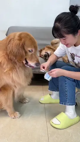 Help mom get money#goldenretriever #golden #dog #pet 
