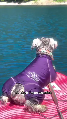 休日を楽しんでるワンワン #シュナウザー #ワイヤーフォックステリア #休日の過ごし方 #うちのこが可愛すぎる #ペット 