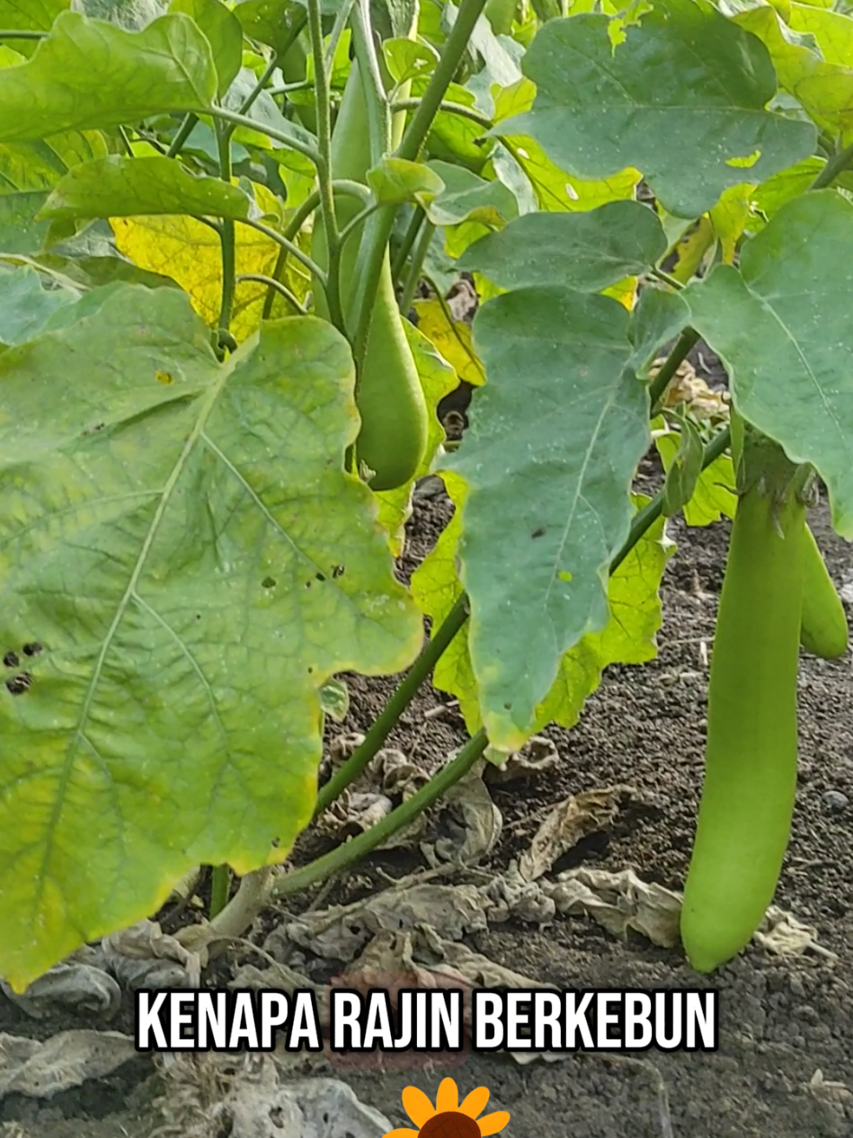 #fyppppppppppppppppppppppp  #berkebun  #sayuran #fypシ゚ 