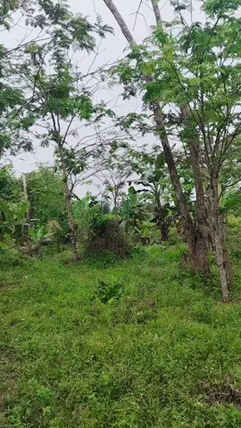 #kebun #kebunpetai #fyp #viraltiktok #tiktokindia 