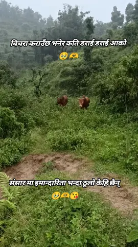 कति प्यारा छौ तिमीहरू मेरो लागि 🥹🫶#foryou #fyp #viral 