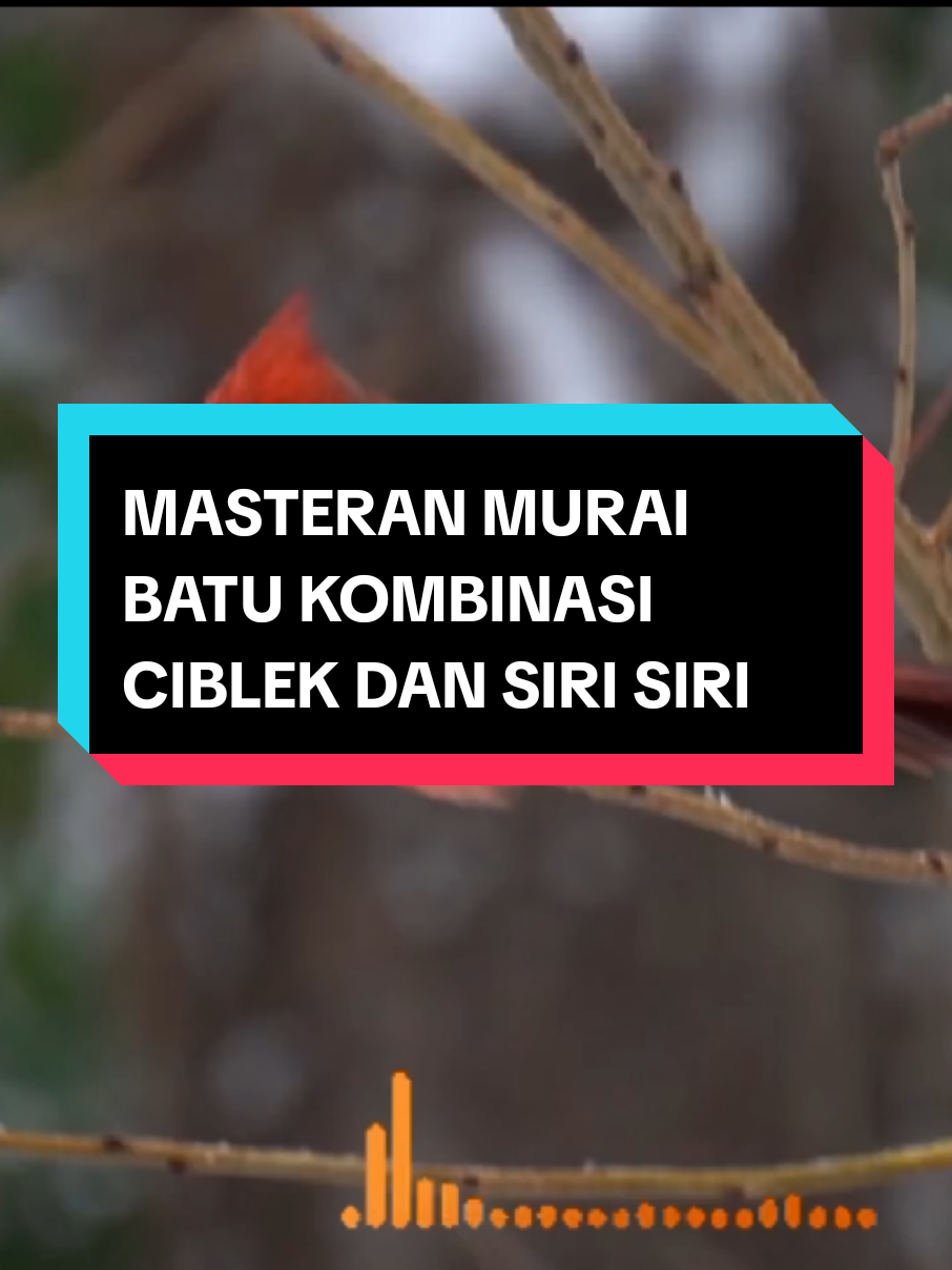 masteran murai batu isian masteran kombinasi kasar tajam ciblek dan siri siri #masteranburung #kicaumania #kicaumaniaindonesia #muraibatu #cucakijo 