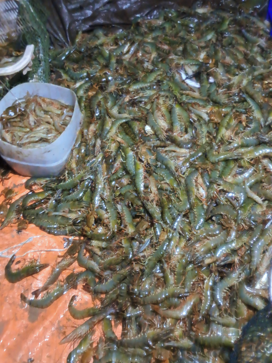 panen malam kedua, tembus subuh #udang #udangwindu #tambak #tambakudang #fyp 