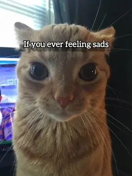 Just be happy #fyp #funny #cat #meme #justbehappy 