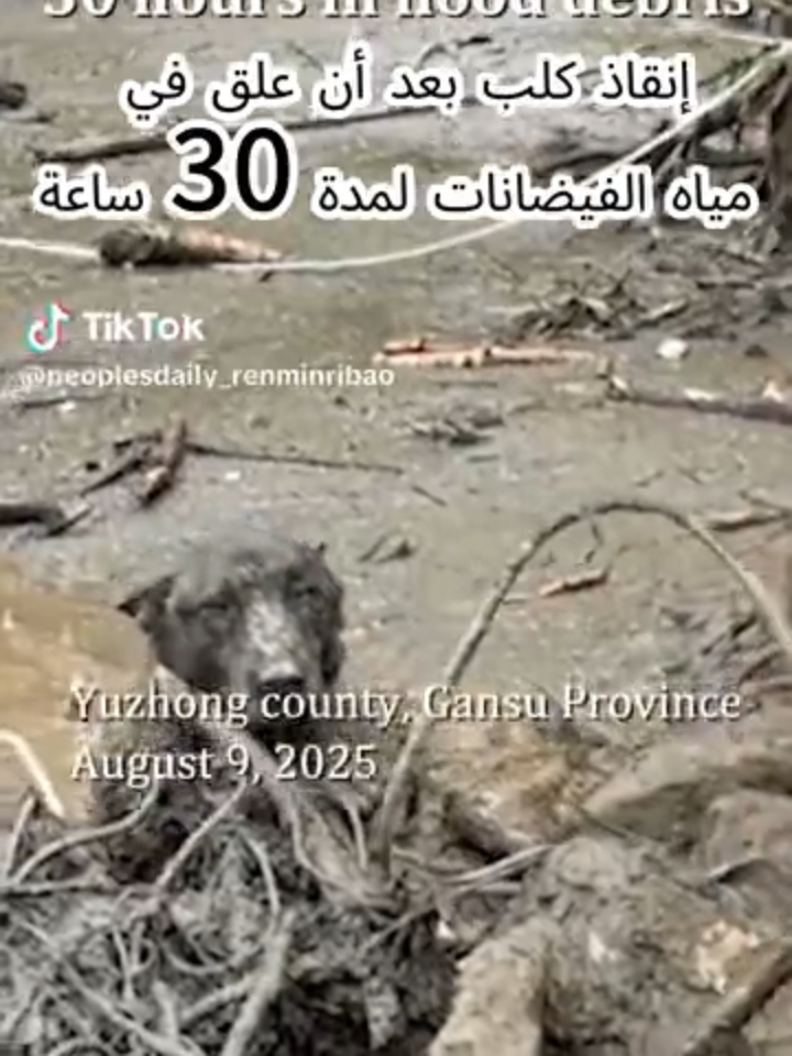 ❤️❤️تم إنقاذ الجرو المسكين في النهاية.