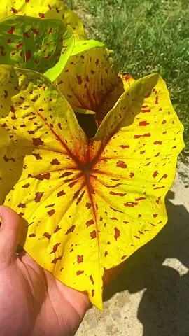 บอนสี เหลืองสุรีย์ฉาน #ฟีดดดシ #สวนบอยโคราช #บอนสี #บอนสีราชินีไม้ใบ #ไม้ประดับ 