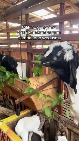 yo poraa 😂😂 #peternakkambing #kambingetawa #PE #kaligesing #fyppp 