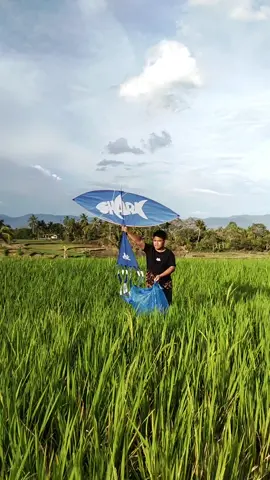 #layanglayang #tiktok #layangdarek #layanganputus #layangan 