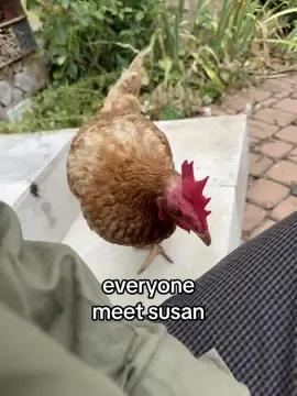 ready to be besties with @Isabella Rossellini as i enter my chicken dad era #chickensoftiktok #chickendad #fyp 