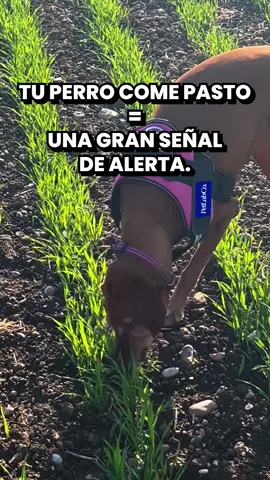 La extraña necesidad de tu perro de comer hierba podría ser una señal de alerta...Verás, los perros suelen hacer esto cuando su equilibrio intestinal está desajustado, ¡y puede que también notes comportamientos molestos como picazón o lamido de patas! Por suerte, muchos dueños han encontrado una forma súper sencilla de abordar esto con la ayuda de un solo masticable 😍 Descúbrelo aquí abajo.
